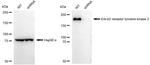 ErbB2 (HER-2) Antibody