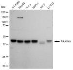 PRAS40 Antibody in Western Blot (WB)