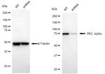 PKC alpha Antibody