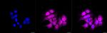 CDK4 Antibody in Immunocytochemistry (ICC/IF)