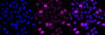 Cyclin A2 Antibody in Immunocytochemistry (ICC/IF)