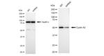 Cyclin A2 Antibody