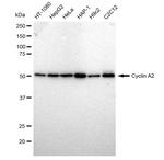 Cyclin A2 Antibody in Western Blot (WB)