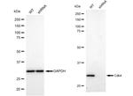 CDK4 Antibody