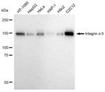 ITGA5 Antibody in Western Blot (WB)