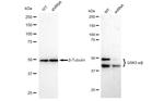 GSK3 alpha/beta Antibody