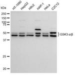 GSK3 alpha/beta Antibody in Western Blot (WB)