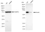 SMAD4 Antibody