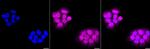 pro-Caspase 3 Antibody in Immunocytochemistry (ICC/IF)