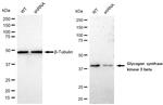 GSK3B Antibody