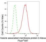 VAMP2 Antibody in Flow Cytometry (Flow)