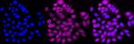 VAMP2 Antibody in Immunocytochemistry (ICC/IF)