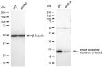 VAMP2 Antibody