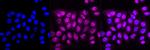 IKK alpha Antibody in Immunocytochemistry (ICC/IF)