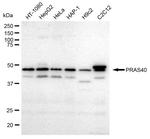 PRAS40 Antibody in Western Blot (WB)