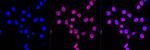 CD163 Antibody in Immunocytochemistry (ICC/IF)