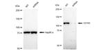 CD163 Antibody