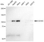 CD163 Antibody in Western Blot (WB)