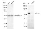 SRC Antibody