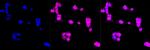 SRC Antibody in Immunocytochemistry (ICC/IF)