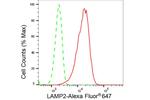 LAMP2 Antibody in Flow Cytometry (Flow)