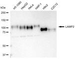 LAMP2 Antibody in Western Blot (WB)