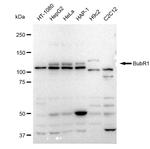 BUBR1 Antibody in Western Blot (WB)