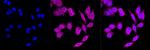 Ferritin Heavy Chain Antibody in Immunocytochemistry (ICC/IF)