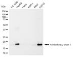 Ferritin Heavy Chain Antibody in Western Blot (WB)