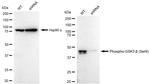 Phospho-GSK3B (Ser9) Antibody