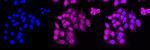 BAG3 Antibody in Immunocytochemistry (ICC/IF)