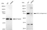 BAG3 Antibody