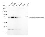 BAG3 Antibody in Western Blot (WB)