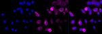 Cyclin B1 Antibody in Immunocytochemistry (ICC/IF)