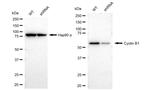 Cyclin B1 Antibody