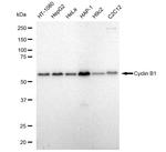 Cyclin B1 Antibody in Western Blot (WB)