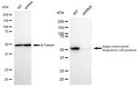 AAMP Antibody