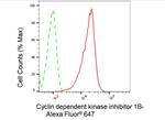 p27 Kip1 Antibody in Flow Cytometry (Flow)