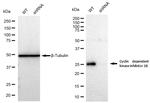 p27 Kip1 Antibody