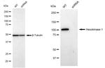 HK1 Antibody