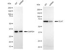 DLAT Antibody