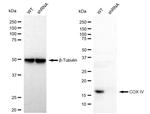 COX4 Antibody