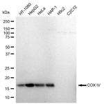 COX4 Antibody in Western Blot (WB)