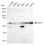 AKT1 Antibody in Western Blot (WB)