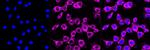 Fibronectin Antibody in Immunocytochemistry (ICC/IF)