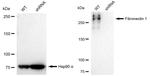 Fibronectin Antibody