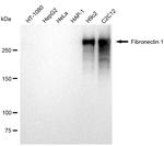 Fibronectin Antibody in Western Blot (WB)