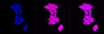 SMAD2 Antibody in Immunocytochemistry (ICC/IF)