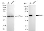 SMAD2 Antibody