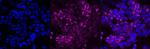 SRC Antibody in Immunocytochemistry (ICC/IF)